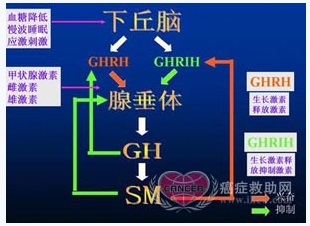 生长抑素的作用